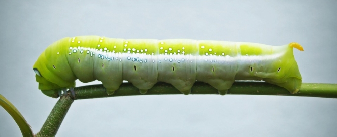Harina de proteína a partir de larvas de gusanos de cultivo
